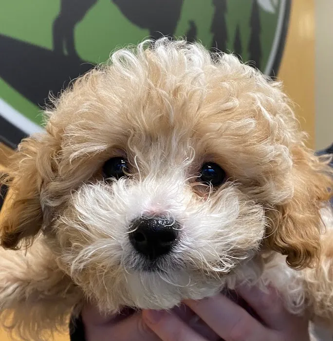 Woodinville Veterinary Hospital & Urgent Care Services 12