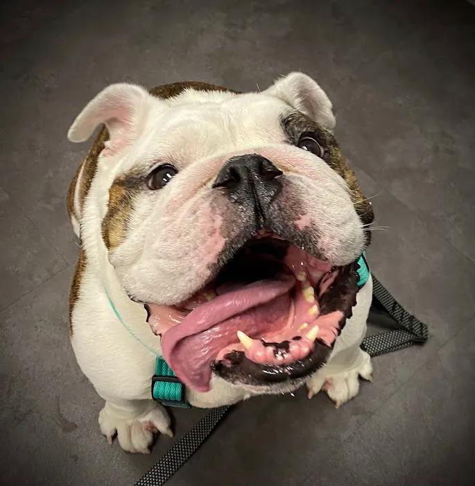 Woodinville Veterinary Hospital & Urgent Care Services 12