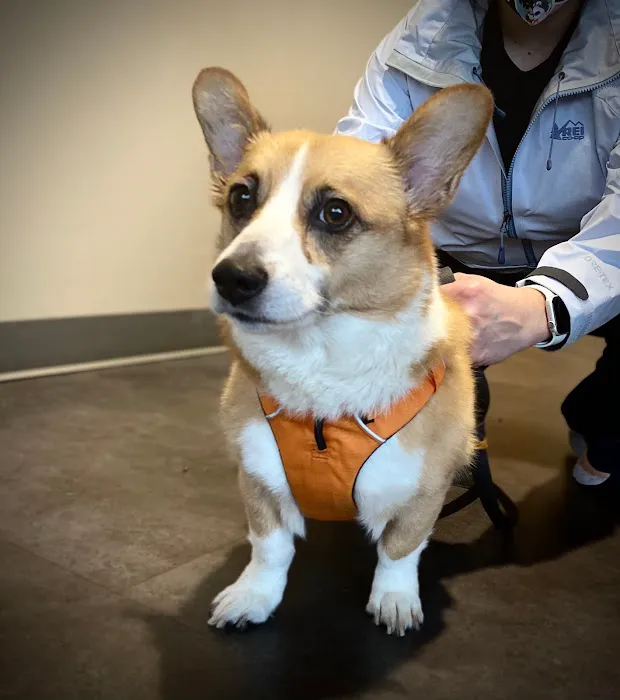 Woodinville Veterinary Hospital & Urgent Care Services 12