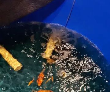 Vienna Aquarium & Pets