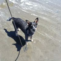 Banfield Pet Hospital ico