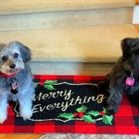 Woodinville Animal Hospital ico