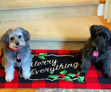 Woodinville Animal Hospital