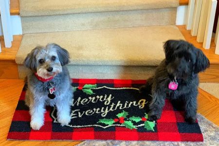 Woodinville Animal Hospital
