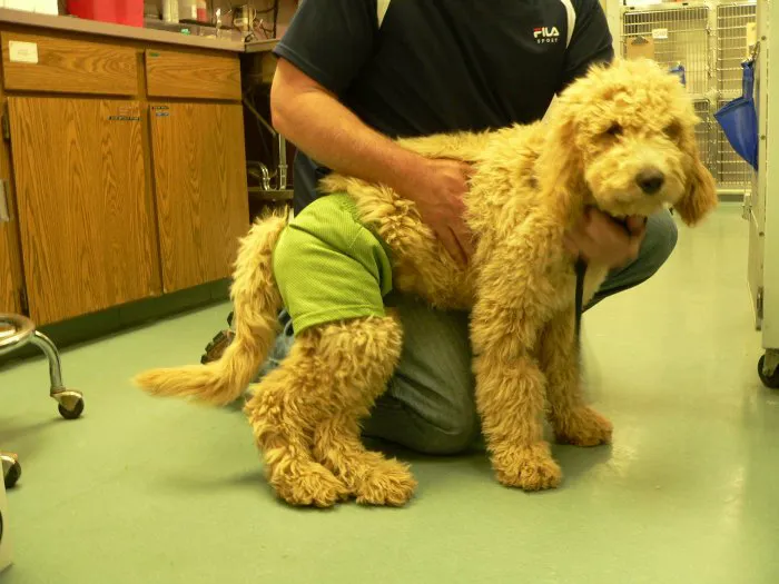 VCA Sno-Wood Animal Hospital 12