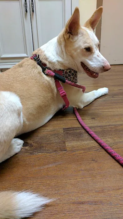 VCA Sno-Wood Animal Hospital 12