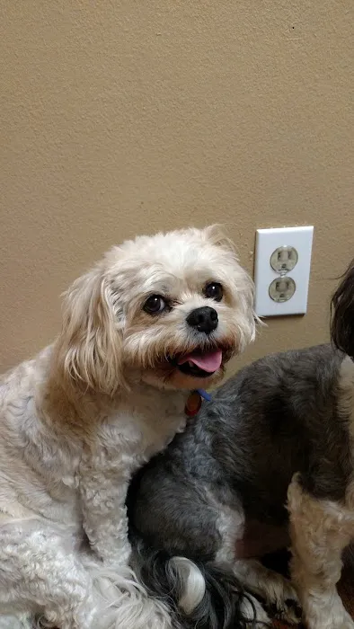 VCA Sno-Wood Animal Hospital 12