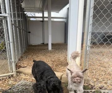 Pet Retreat At Paramount Farms