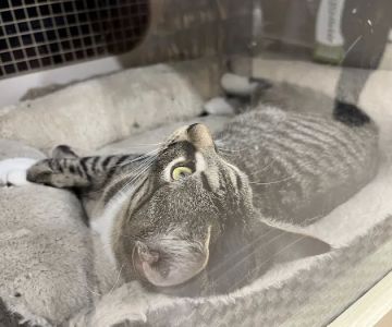 Petco