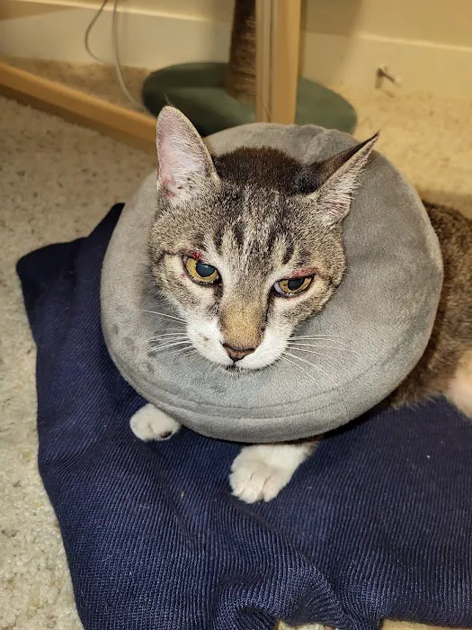 Eastside Veterinary Associates - Kirkland 12
