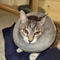 Eastside Veterinary Associates - Kirkland ico