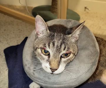 Eastside Veterinary Associates - Kirkland