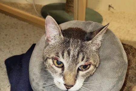 Eastside Veterinary Associates - Kirkland