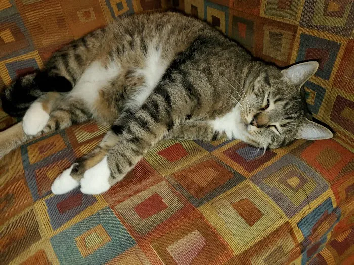Edmonds Veterinary Hospital 12