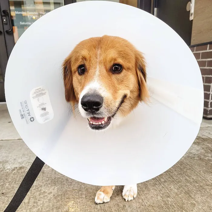 Fifth Avenue Animal Hospital 12