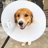 Fifth Avenue Animal Hospital ico