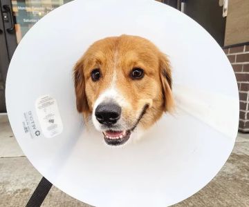 Fifth Avenue Animal Hospital