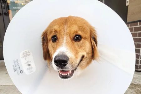 Fifth Avenue Animal Hospital
