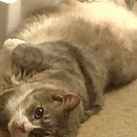 Interbay Veterinary Care Center ico