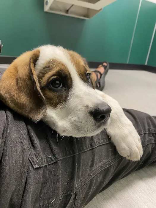 Fremont Animal Hospital 12
