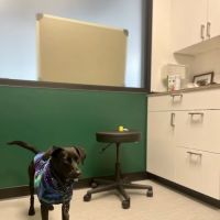 Fremont Animal Hospital ico