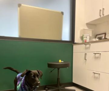 Fremont Animal Hospital