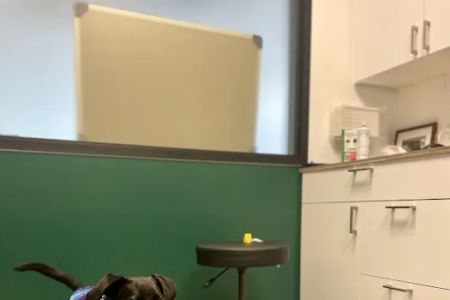 Fremont Animal Hospital