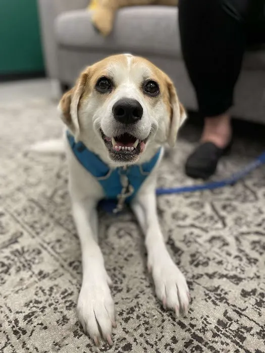 Fremont Animal Hospital 12