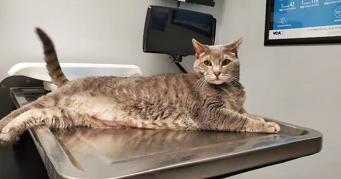 VCA Magnolia Animal Hospital 1