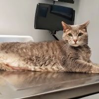 VCA Magnolia Animal Hospital ico