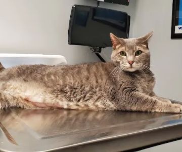 VCA Magnolia Animal Hospital