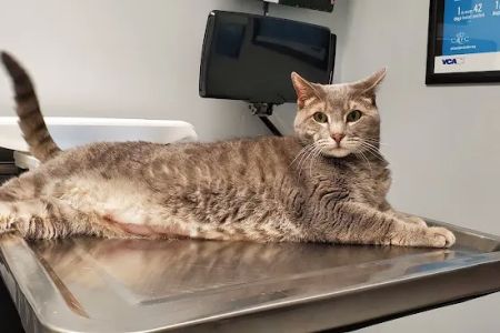 VCA Magnolia Animal Hospital