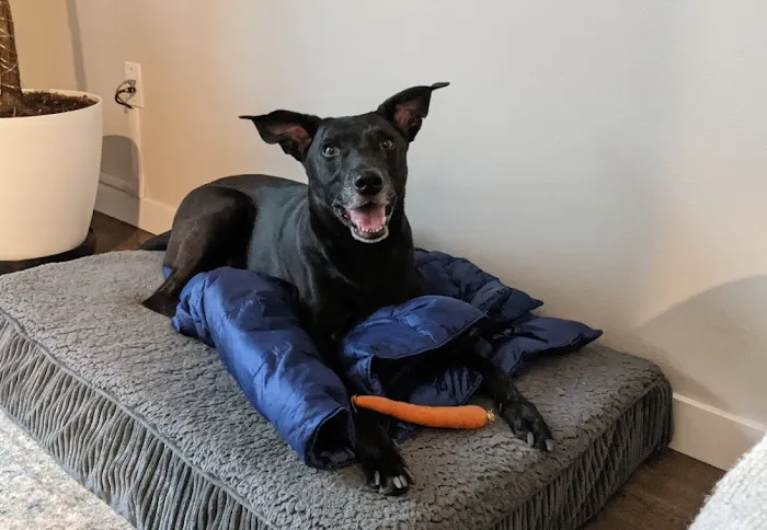 VCA Magnolia Animal Hospital 8