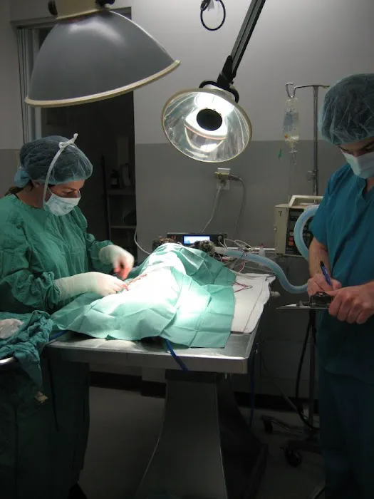 VCA Magnolia Animal Hospital 6