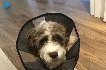 Elliott Bay Animal Hospital