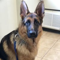 Eastlake Veterinary Hospital: Carl Anderson, DVM ico