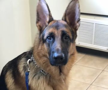 Eastlake Veterinary Hospital: Carl Anderson, DVM