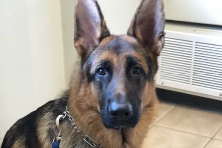 Eastlake Veterinary Hospital: Carl Anderson, DVM
