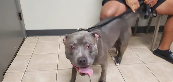 Eastlake Veterinary Hospital 12