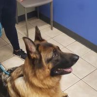 Eastlake Veterinary Hospital ico