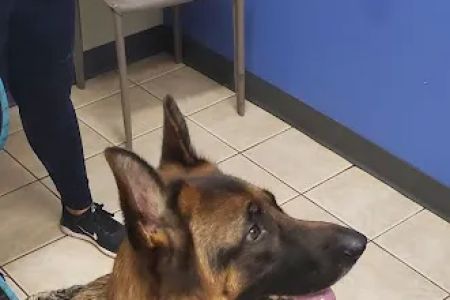 Eastlake Veterinary Hospital