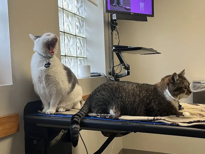 Queen Anne Animal Clinic 12