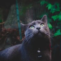 Queen Anne Animal Clinic ico