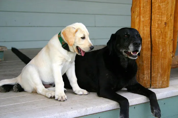 Queen Anne Animal Clinic 12