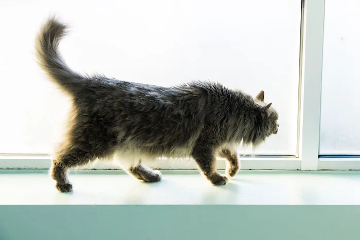Madison Street Animal Hospital 12