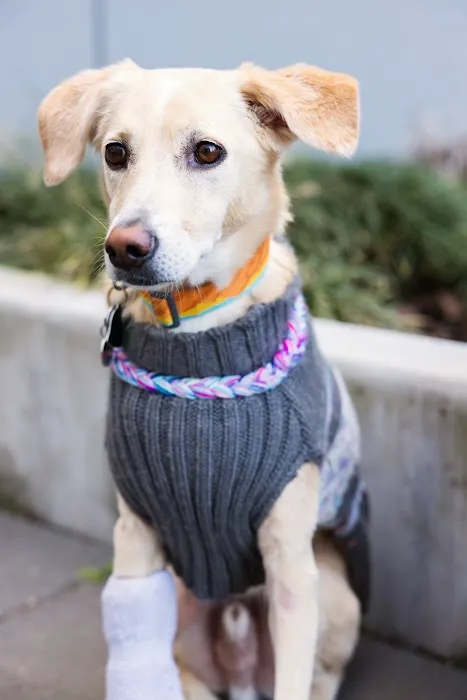 Madison Street Animal Hospital 12