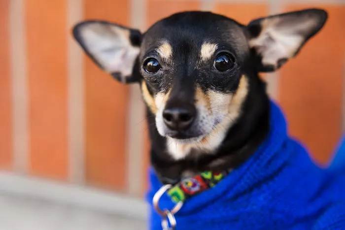 Madison Street Animal Hospital 12
