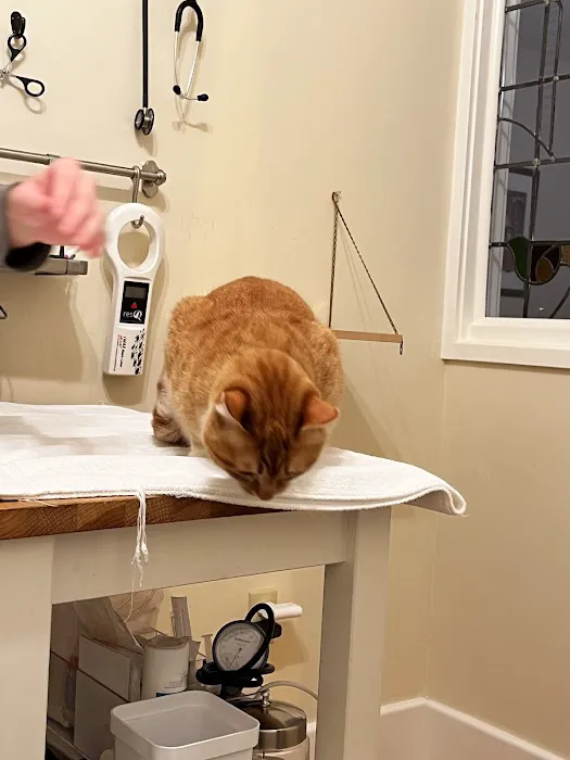 City Cat Vet Clinic 12