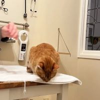 City Cat Vet Clinic ico