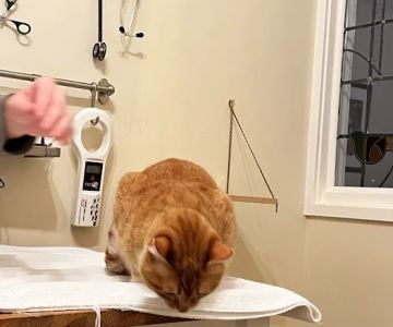 City Cat Vet Clinic